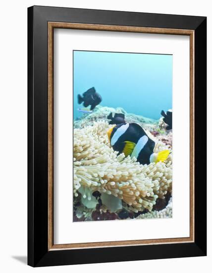 Clark's Anemonefish (Amphiprion Clarkii,) Southern Thailand, Andaman Sea, Indian Ocean, Asia-Andrew Stewart-Framed Photographic Print