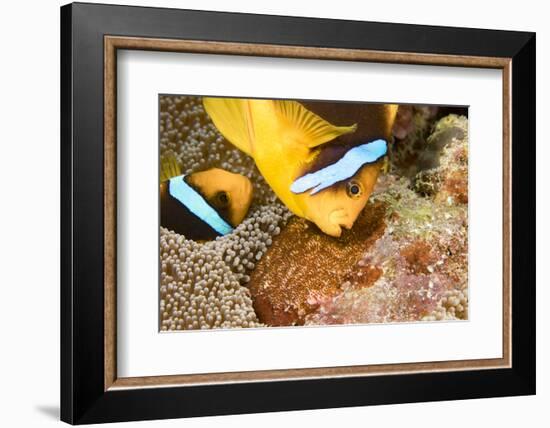 Clark 's anemonefish, pair tending to egg mass, Micronesia-David Fleetham-Framed Photographic Print