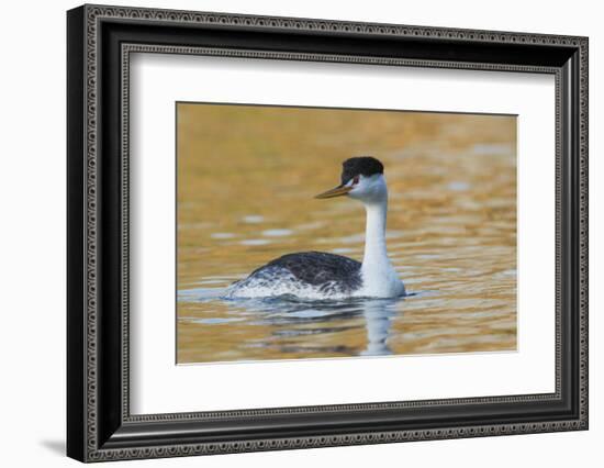 Clark's Grebe-Ken Archer-Framed Photographic Print