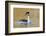 Clark's Grebe-Ken Archer-Framed Photographic Print