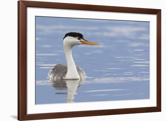 Clark's Grebe-Ken Archer-Framed Premium Photographic Print