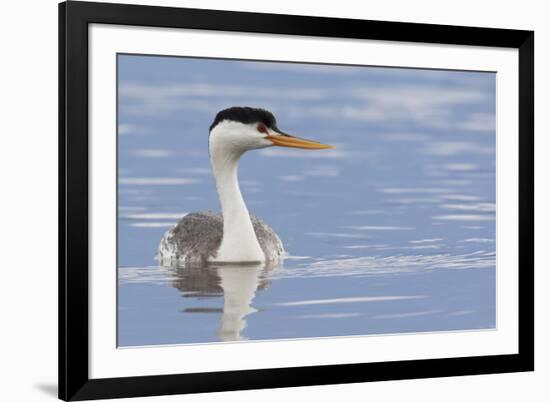 Clark's Grebe-Ken Archer-Framed Premium Photographic Print