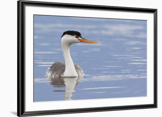 Clark's Grebe-Ken Archer-Framed Premium Photographic Print