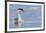 Clark's Grebe-Ken Archer-Framed Premium Photographic Print