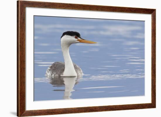 Clark's Grebe-Ken Archer-Framed Premium Photographic Print