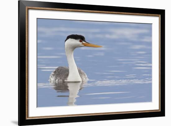 Clark's Grebe-Ken Archer-Framed Premium Photographic Print