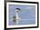 Clark's Grebe-Ken Archer-Framed Premium Photographic Print