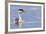 Clark's Grebe-Ken Archer-Framed Premium Photographic Print