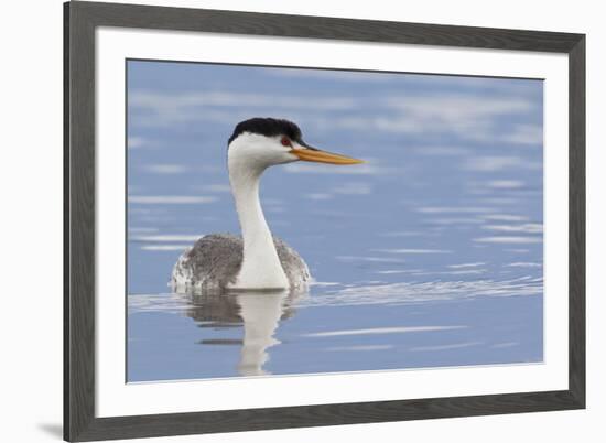 Clark's Grebe-Ken Archer-Framed Premium Photographic Print