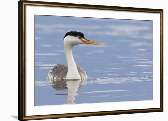 Clark's Grebe-Ken Archer-Framed Premium Photographic Print