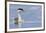 Clark's Grebe-Ken Archer-Framed Premium Photographic Print