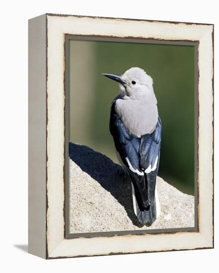 Clark's Nutcracker (Nucifraga Columbiana), Rocky Mountain National Park, Colorado-James Hager-Framed Premier Image Canvas