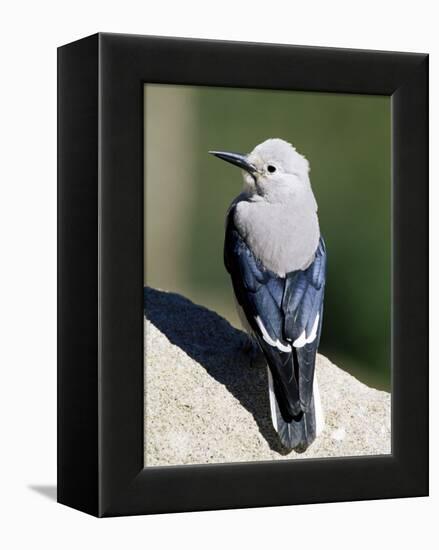 Clark's Nutcracker (Nucifraga Columbiana), Rocky Mountain National Park, Colorado-James Hager-Framed Premier Image Canvas