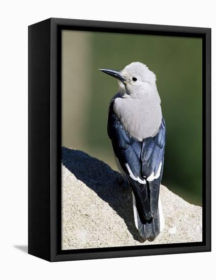 Clark's Nutcracker (Nucifraga Columbiana), Rocky Mountain National Park, Colorado-James Hager-Framed Premier Image Canvas