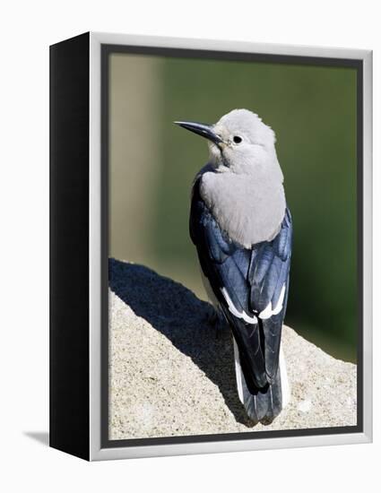 Clark's Nutcracker (Nucifraga Columbiana), Rocky Mountain National Park, Colorado-James Hager-Framed Premier Image Canvas