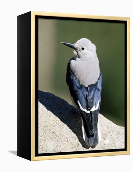 Clark's Nutcracker (Nucifraga Columbiana), Rocky Mountain National Park, Colorado-James Hager-Framed Premier Image Canvas