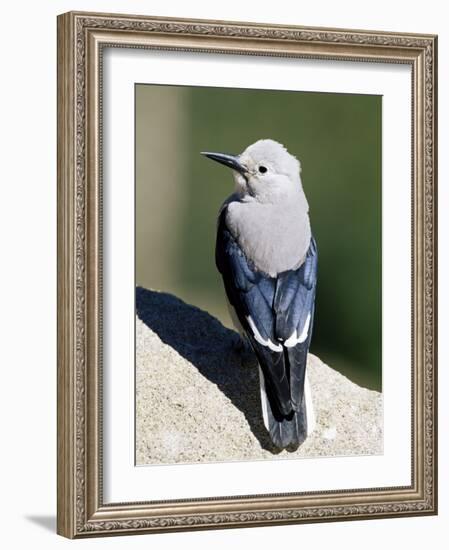 Clark's Nutcracker (Nucifraga Columbiana), Rocky Mountain National Park, Colorado-James Hager-Framed Photographic Print