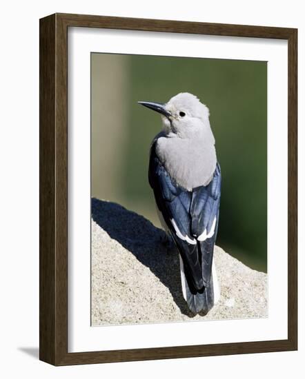 Clark's Nutcracker (Nucifraga Columbiana), Rocky Mountain National Park, Colorado-James Hager-Framed Photographic Print