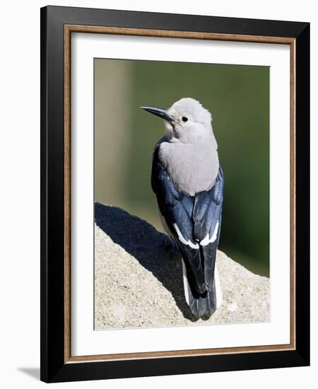 Clark's Nutcracker (Nucifraga Columbiana), Rocky Mountain National Park, Colorado-James Hager-Framed Photographic Print