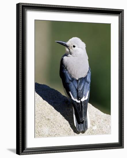 Clark's Nutcracker (Nucifraga Columbiana), Rocky Mountain National Park, Colorado-James Hager-Framed Photographic Print