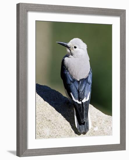 Clark's Nutcracker (Nucifraga Columbiana), Rocky Mountain National Park, Colorado-James Hager-Framed Photographic Print