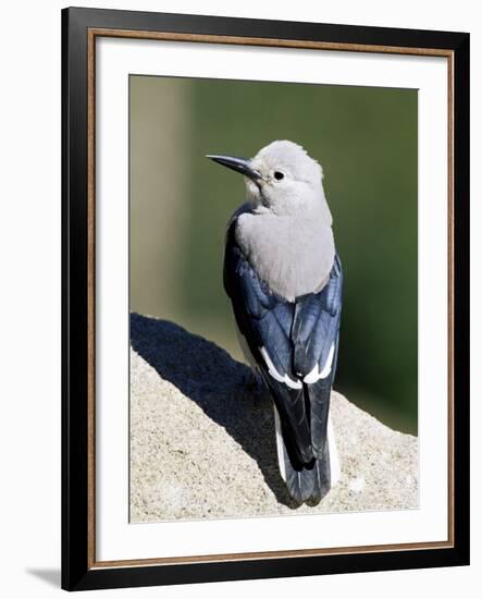 Clark's Nutcracker (Nucifraga Columbiana), Rocky Mountain National Park, Colorado-James Hager-Framed Photographic Print