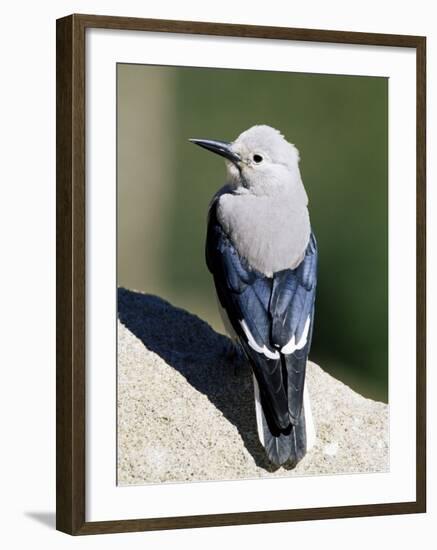 Clark's Nutcracker (Nucifraga Columbiana), Rocky Mountain National Park, Colorado-James Hager-Framed Photographic Print