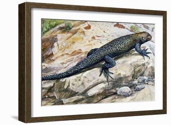 Clark's Spiny Lizard (Sceloporus Clarkii), Phrynosomatidae-null-Framed Giclee Print