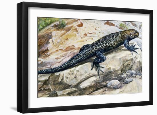 Clark's Spiny Lizard (Sceloporus Clarkii), Phrynosomatidae-null-Framed Giclee Print