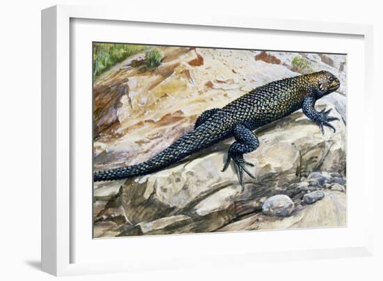 Clark's Spiny Lizard (Sceloporus Clarkii), Phrynosomatidae-null-Framed Giclee Print