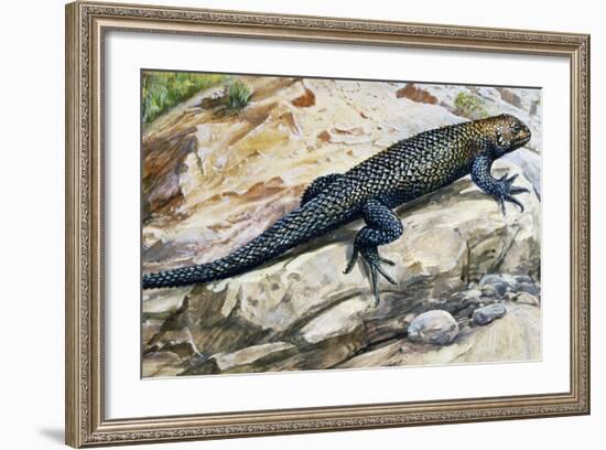 Clark's Spiny Lizard (Sceloporus Clarkii), Phrynosomatidae-null-Framed Giclee Print