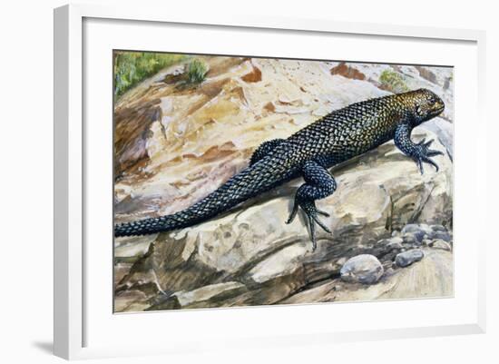 Clark's Spiny Lizard (Sceloporus Clarkii), Phrynosomatidae-null-Framed Giclee Print