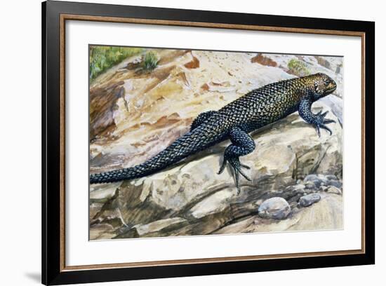 Clark's Spiny Lizard (Sceloporus Clarkii), Phrynosomatidae-null-Framed Giclee Print