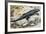 Clark's Spiny Lizard (Sceloporus Clarkii), Phrynosomatidae-null-Framed Giclee Print