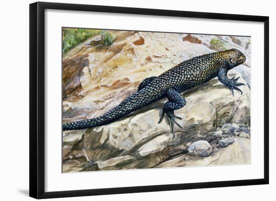 Clark's Spiny Lizard (Sceloporus Clarkii), Phrynosomatidae-null-Framed Giclee Print
