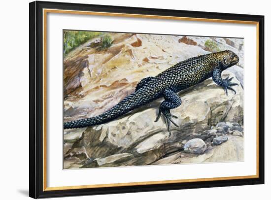 Clark's Spiny Lizard (Sceloporus Clarkii), Phrynosomatidae-null-Framed Giclee Print