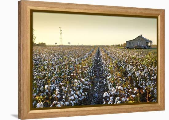 Clarksdale, Mississippi, Cotton Field, Delta-John Coletti-Framed Premier Image Canvas