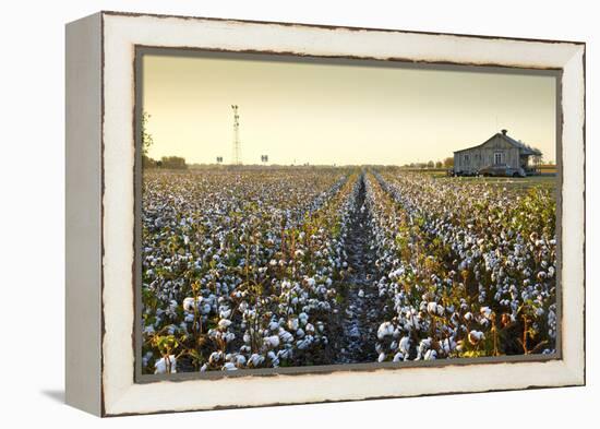 Clarksdale, Mississippi, Cotton Field, Delta-John Coletti-Framed Premier Image Canvas