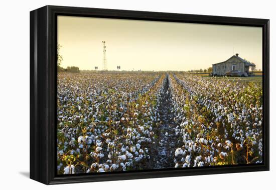 Clarksdale, Mississippi, Cotton Field, Delta-John Coletti-Framed Premier Image Canvas