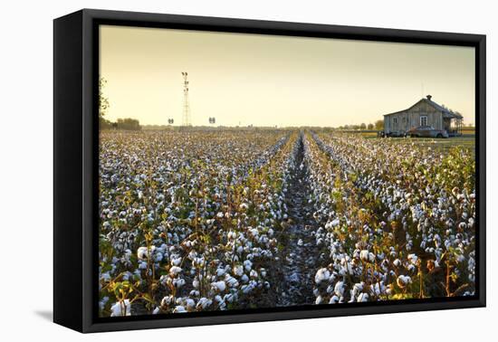 Clarksdale, Mississippi, Cotton Field, Delta-John Coletti-Framed Premier Image Canvas