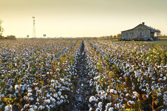 Clarksdale Mississippi Cotton Field Delta Photographic Print