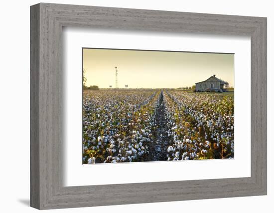 Clarksdale, Mississippi, Cotton Field, Delta-John Coletti-Framed Photographic Print