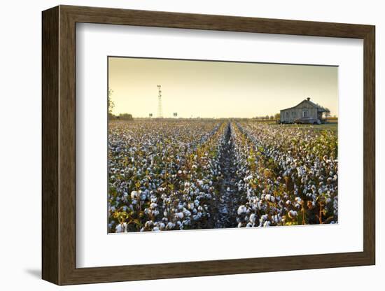 Clarksdale, Mississippi, Cotton Field, Delta-John Coletti-Framed Photographic Print