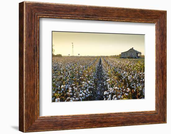 Clarksdale, Mississippi, Cotton Field, Delta-John Coletti-Framed Photographic Print