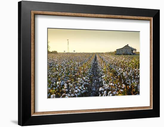 Clarksdale, Mississippi, Cotton Field, Delta-John Coletti-Framed Photographic Print