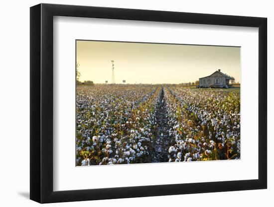 Clarksdale, Mississippi, Cotton Field, Delta-John Coletti-Framed Photographic Print