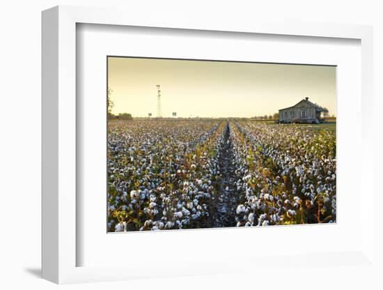 Clarksdale, Mississippi, Cotton Field, Delta-John Coletti-Framed Photographic Print