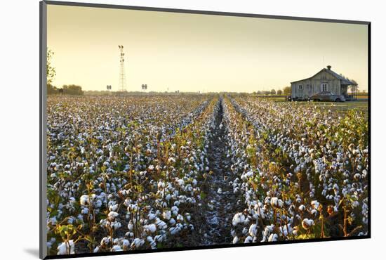 Clarksdale, Mississippi, Cotton Field, Delta-John Coletti-Mounted Photographic Print