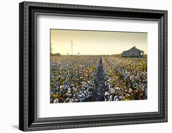 Clarksdale, Mississippi, Cotton Field, Delta-John Coletti-Framed Photographic Print