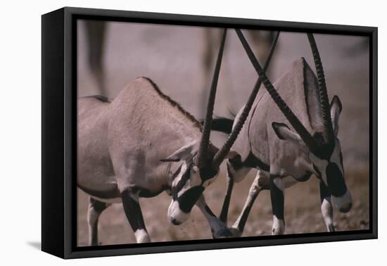 Clashing Gemsboks-DLILLC-Framed Premier Image Canvas